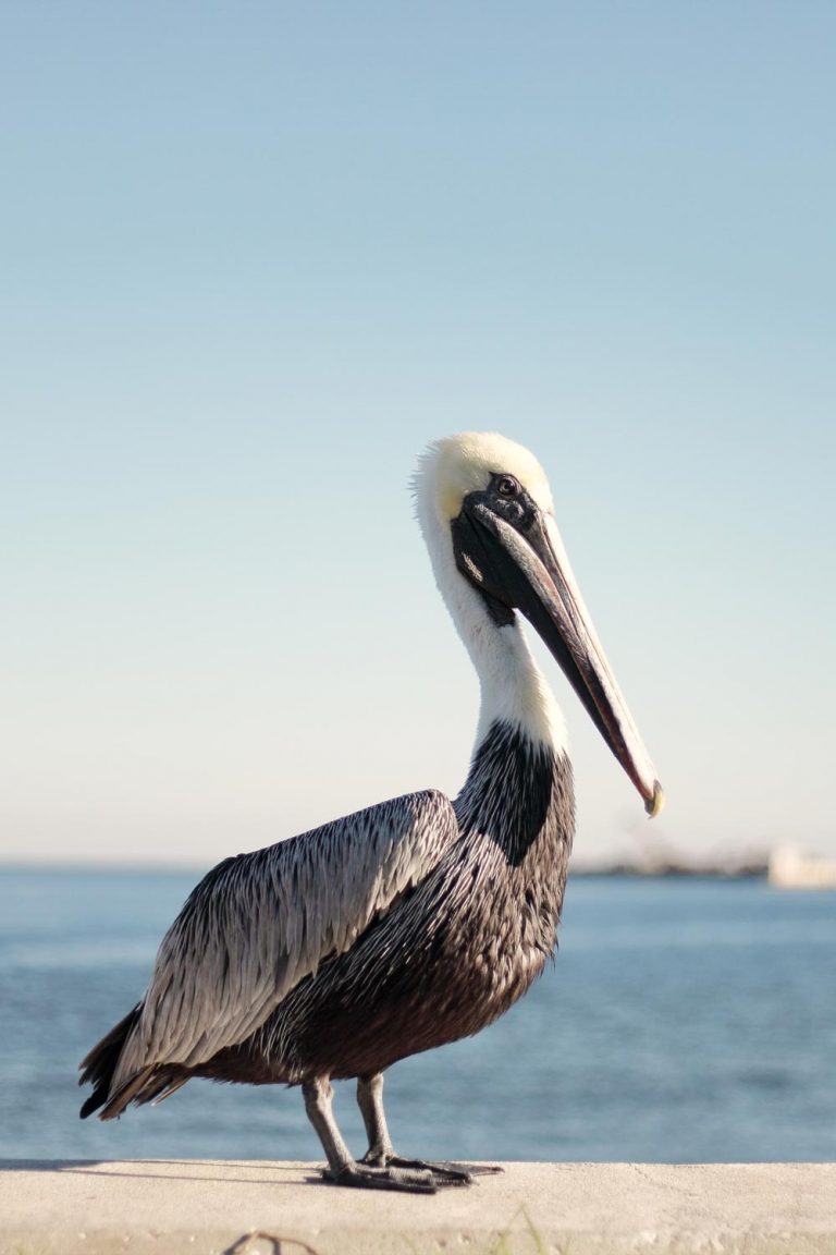 St. Pete Beach & The Pier